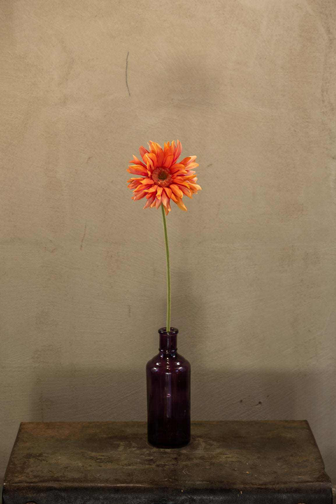 Gerbera 56cm