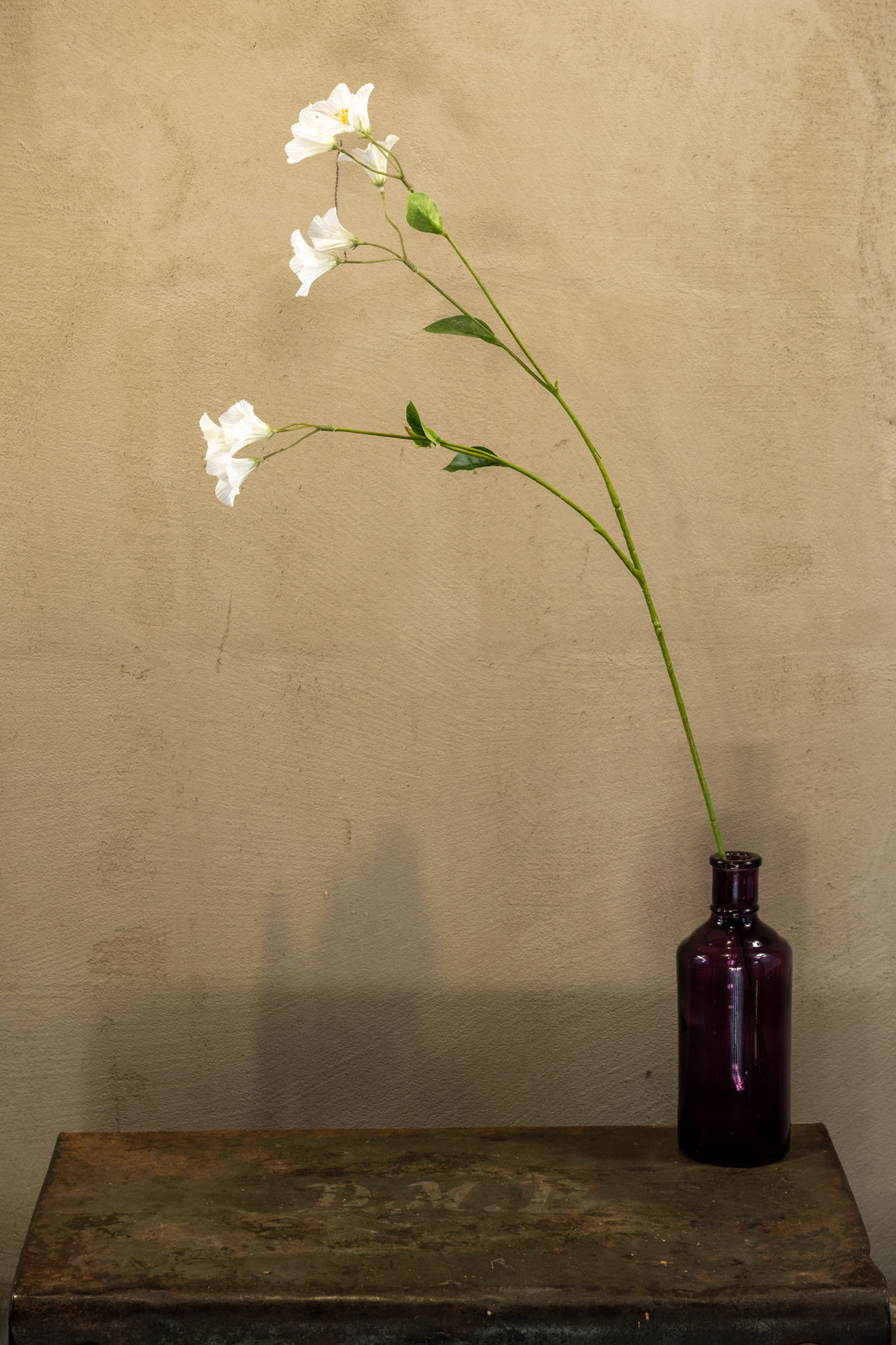 Campaluna zvonek 74cm