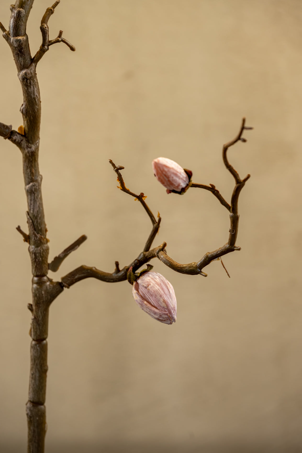 Poupě magnolie 90cm