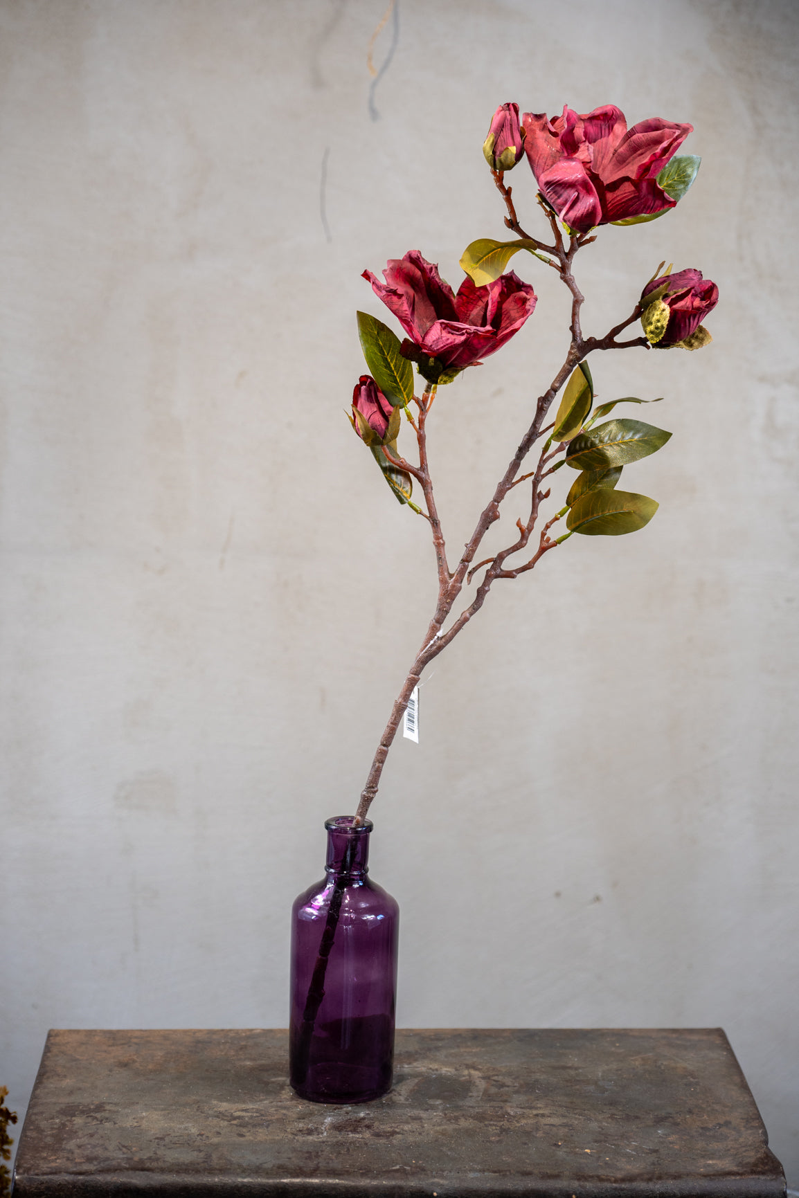 Magnolie