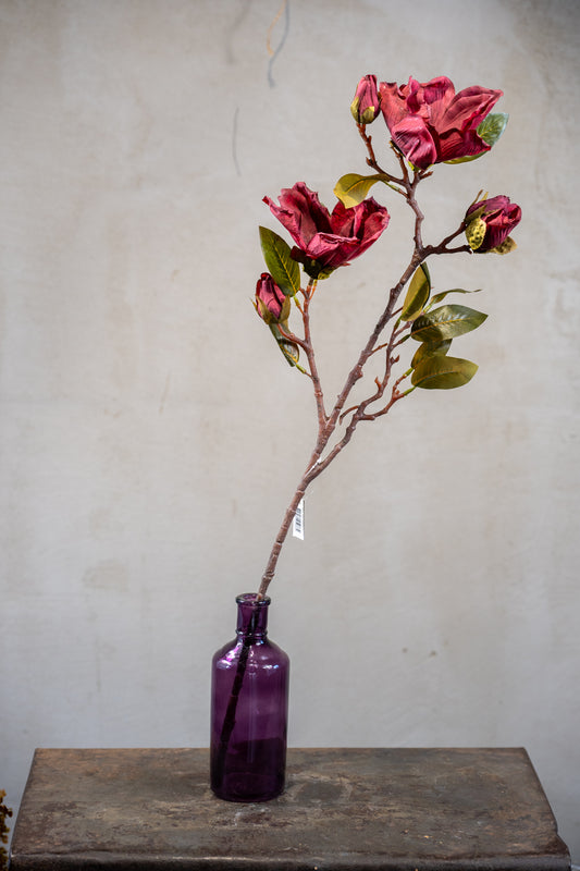 Magnolie