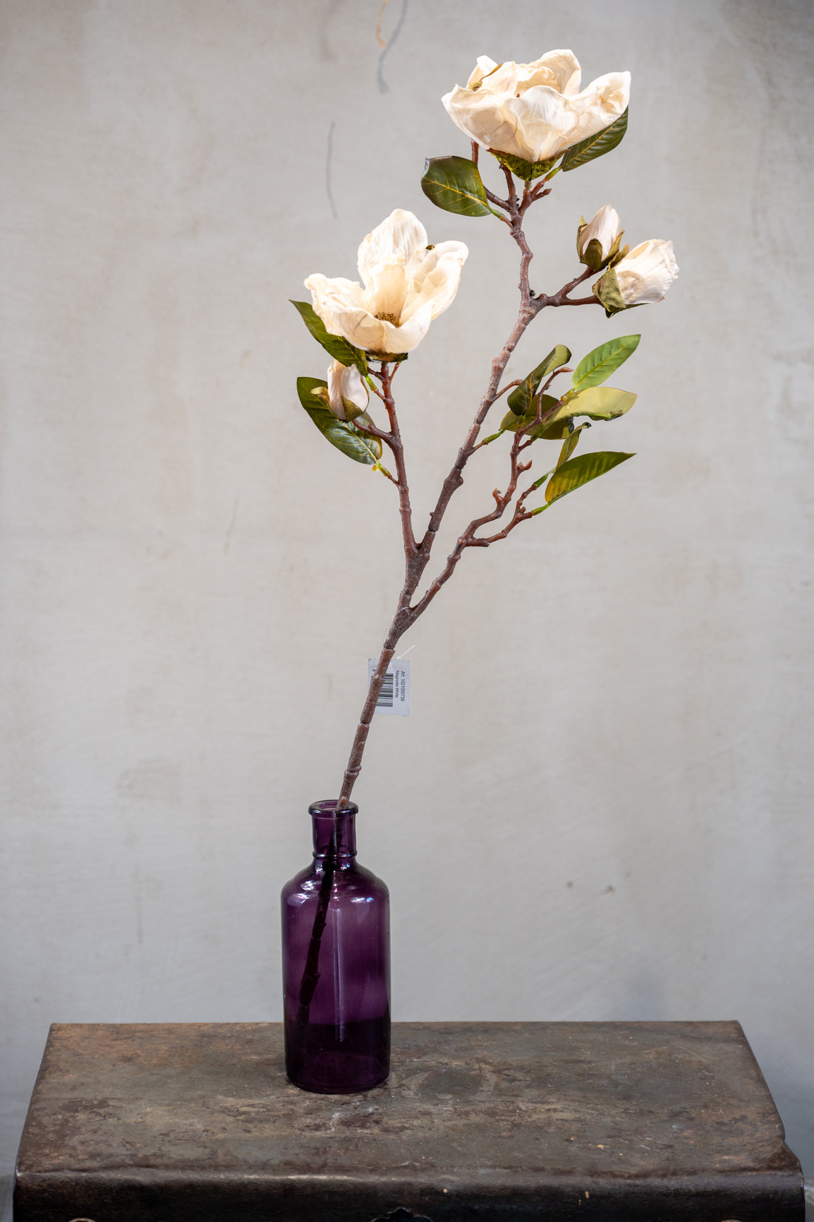 Magnolie