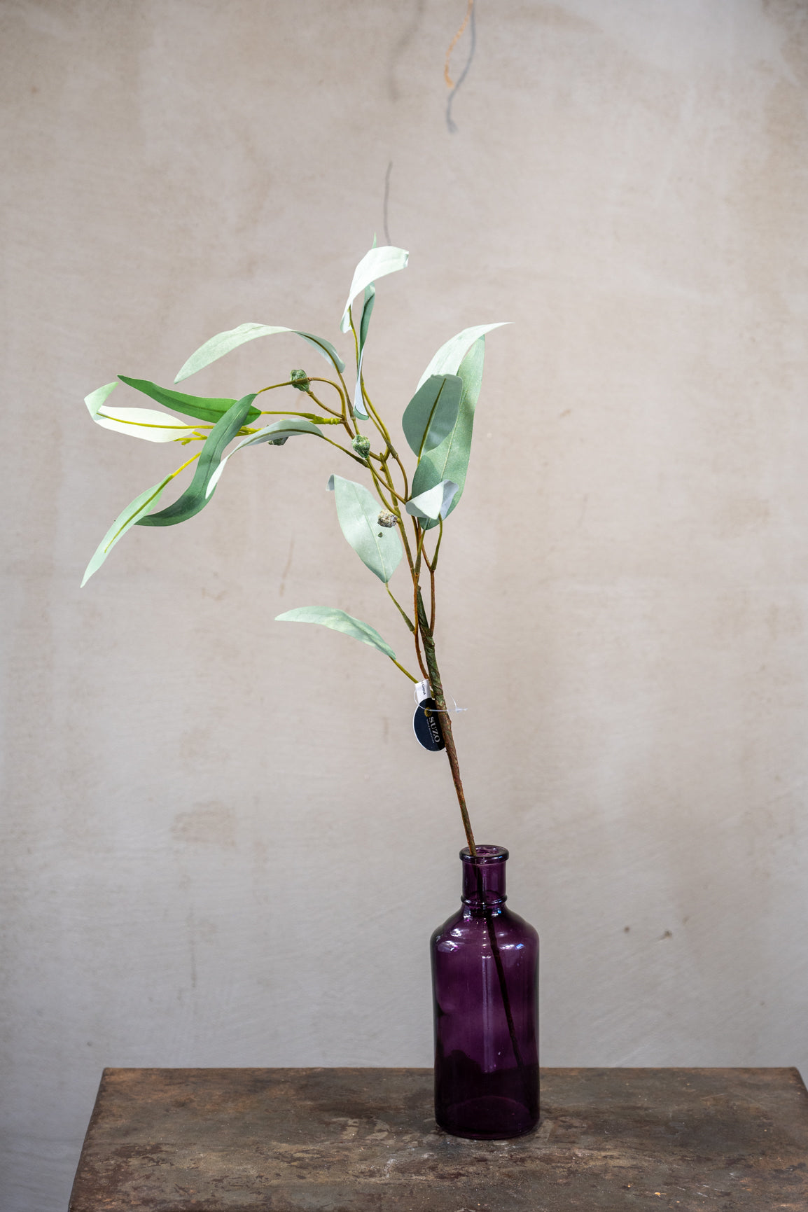 Eucalyptus