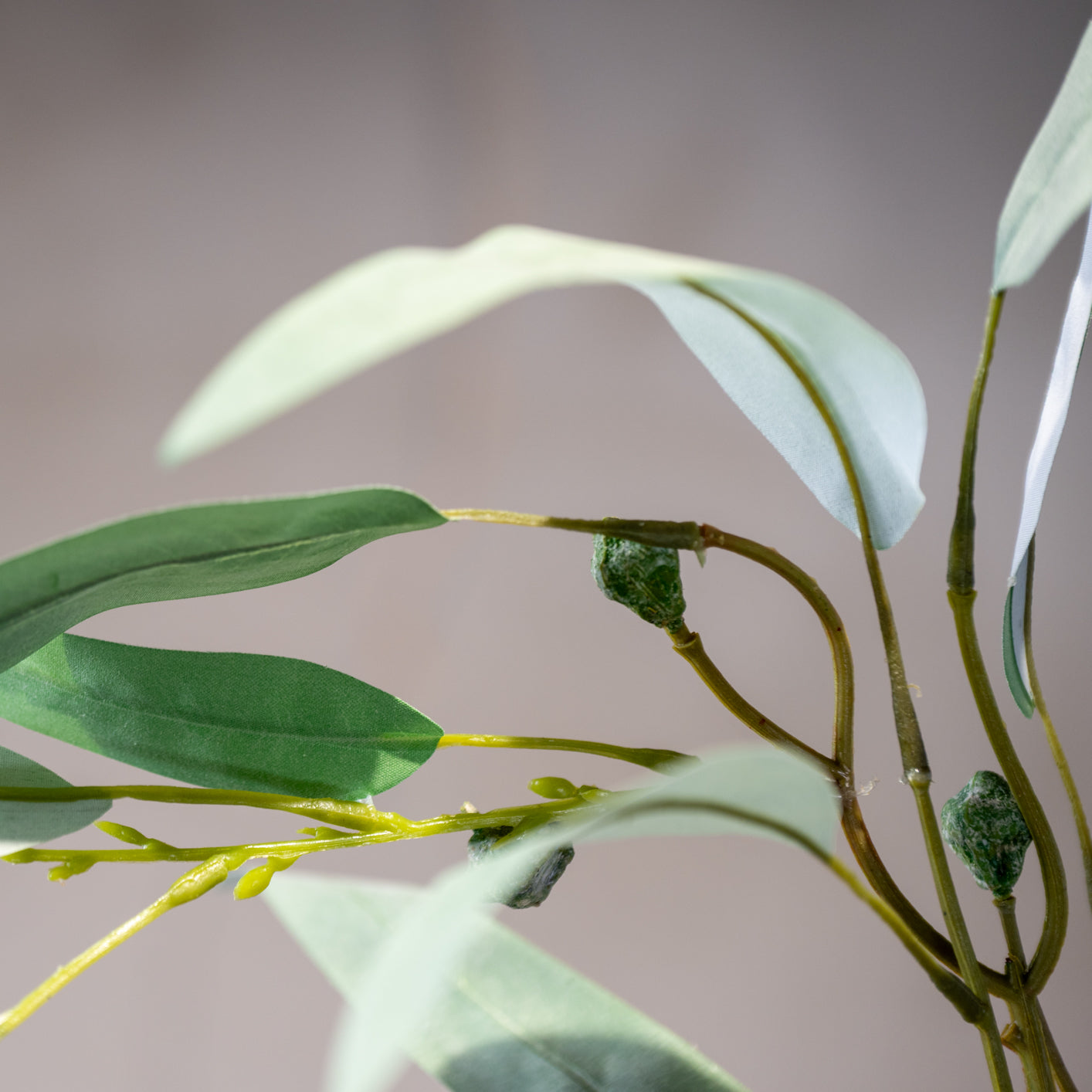 Eucalyptus