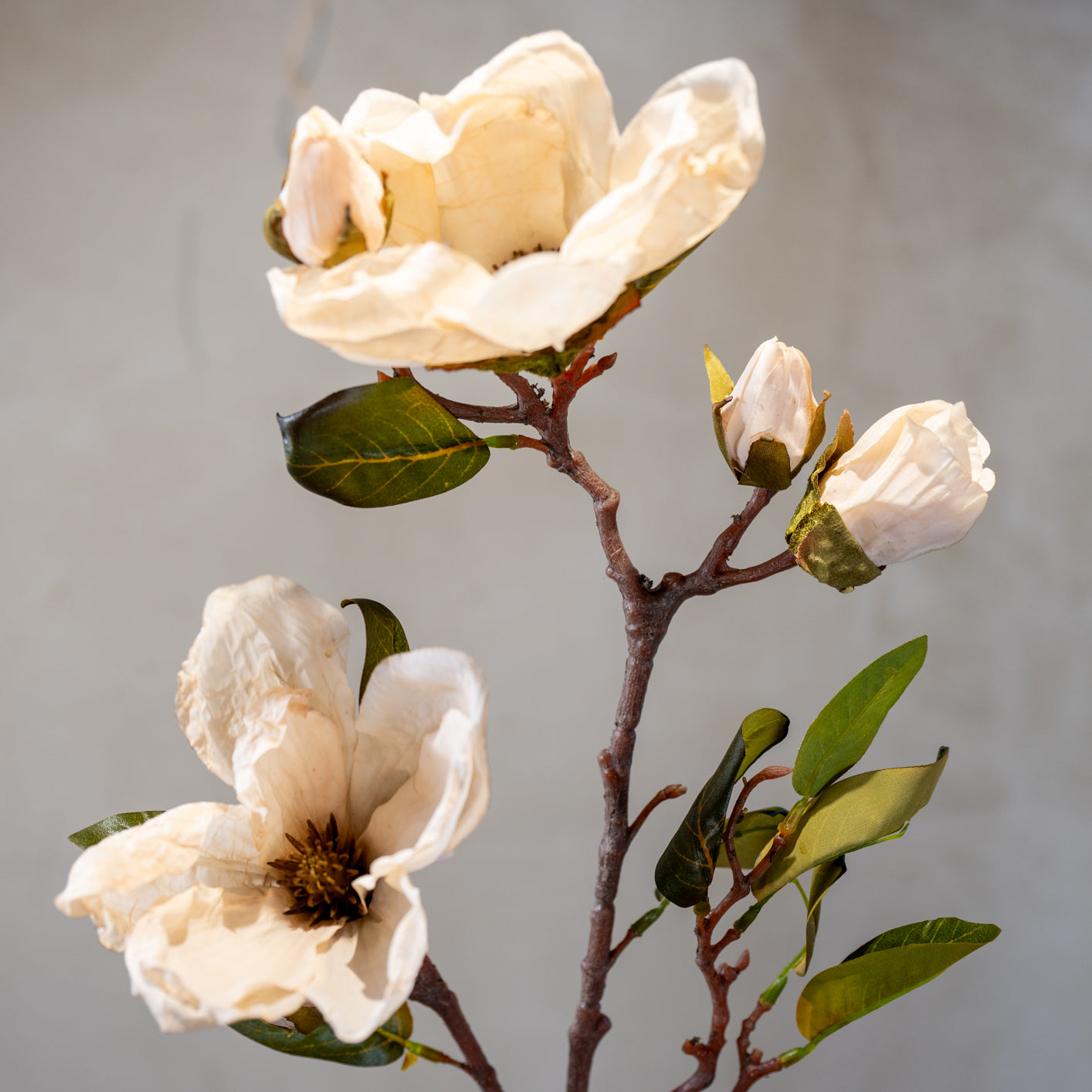 Magnolie