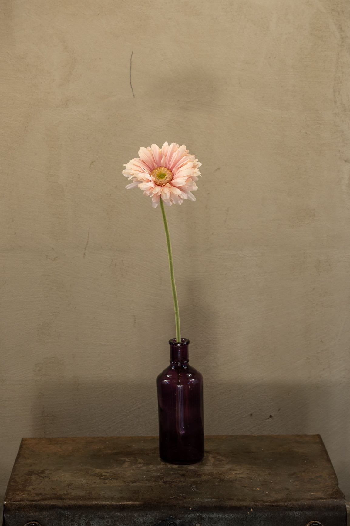 Gerbera 56cm