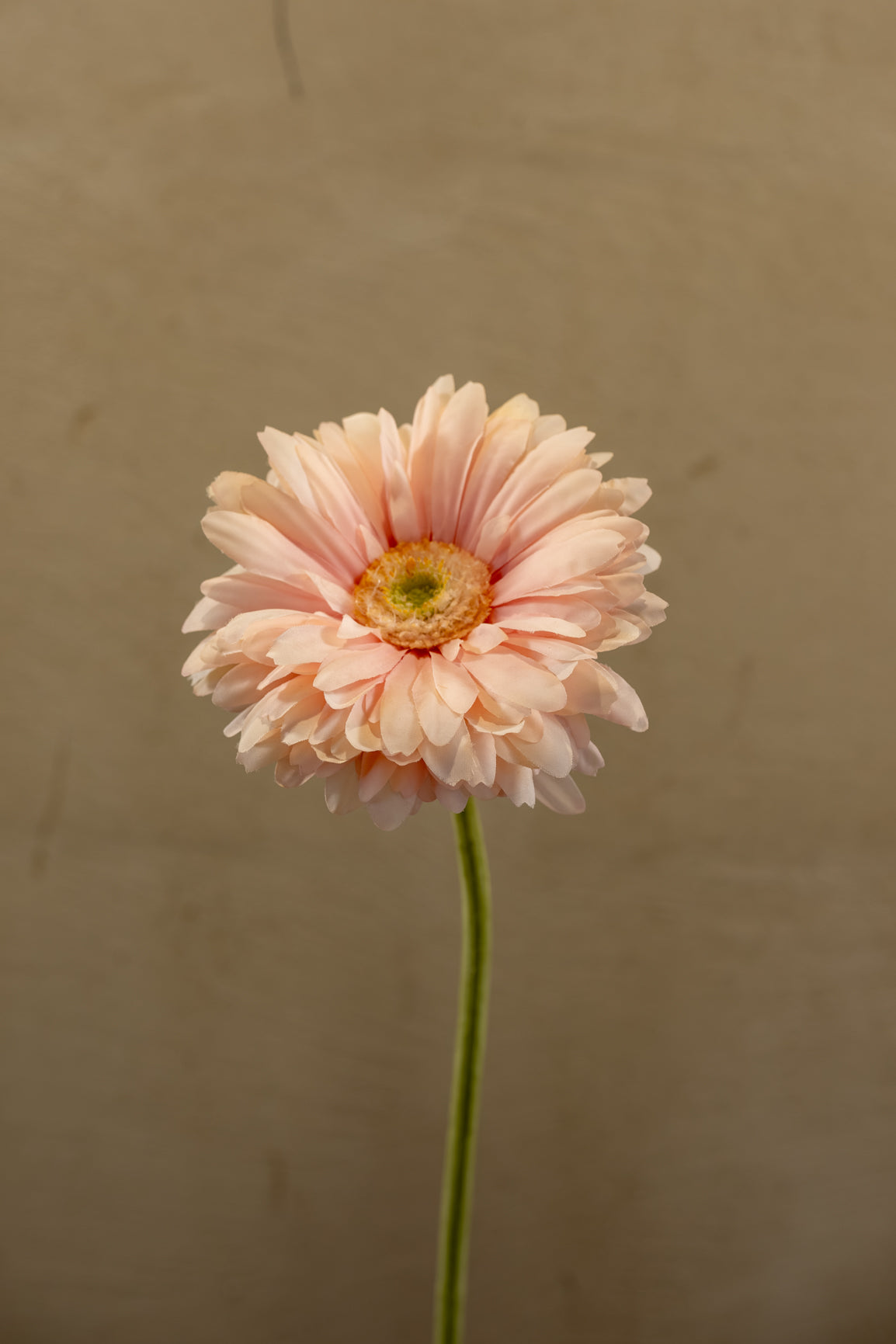 Gerbera 56cm