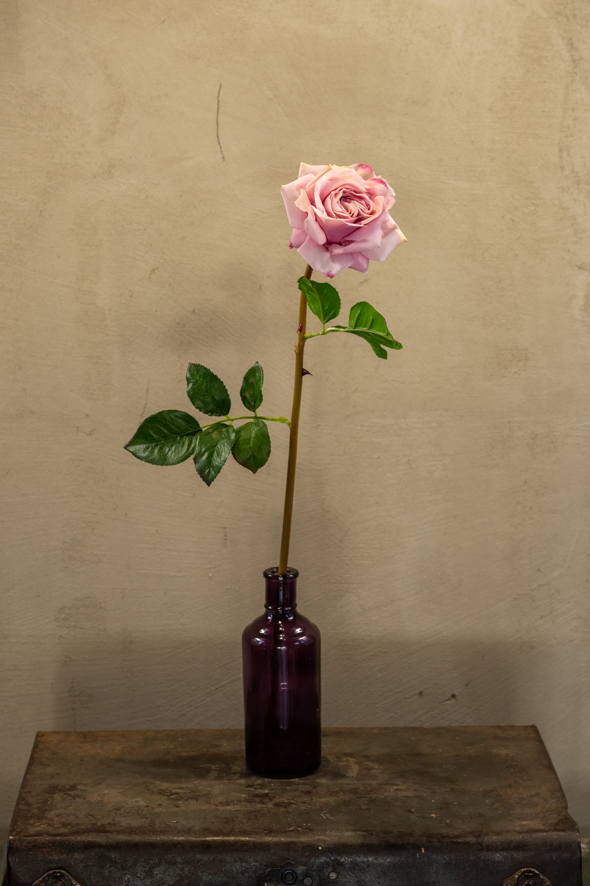 Růže 62cm