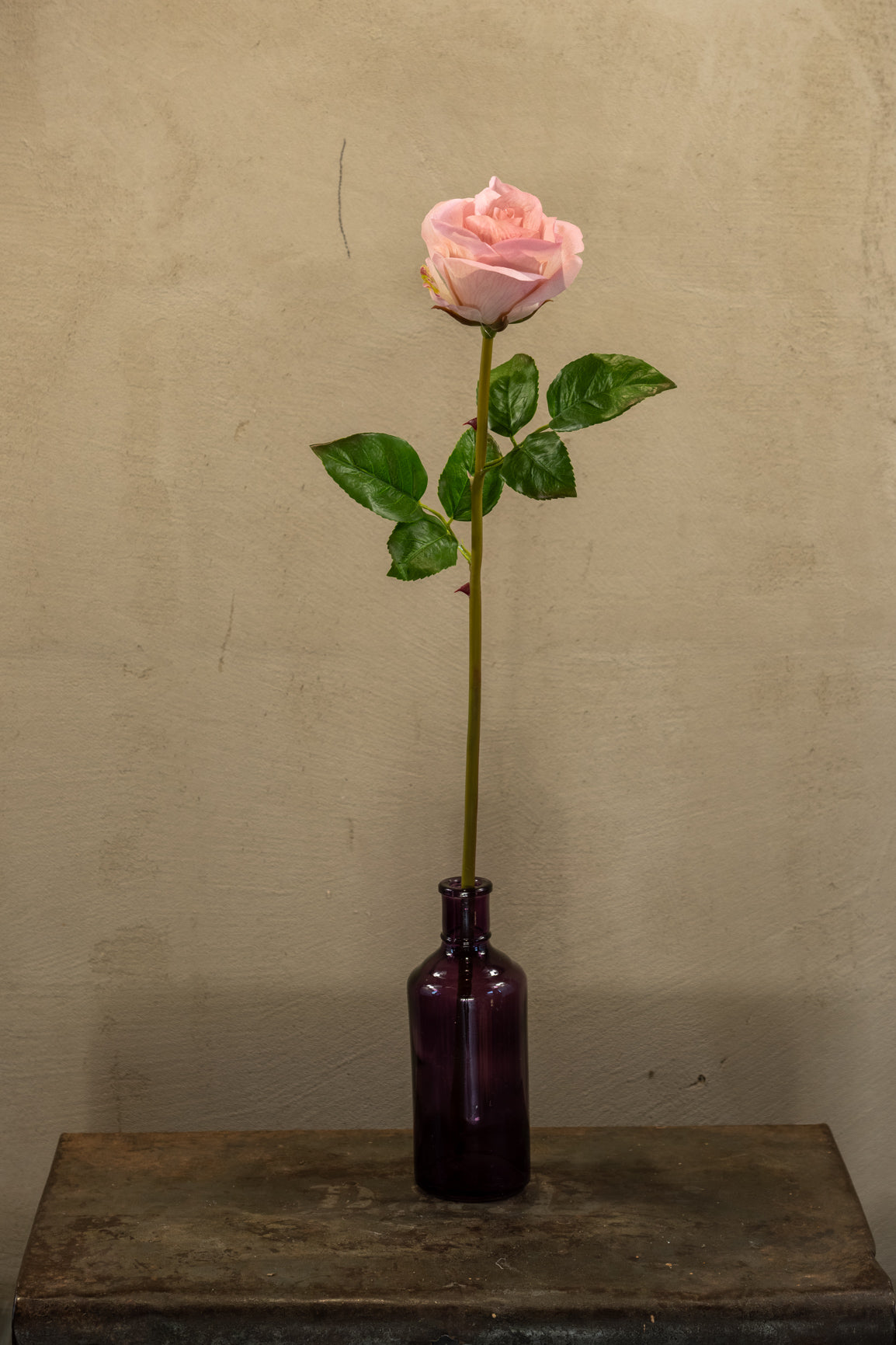 Růže 62cm