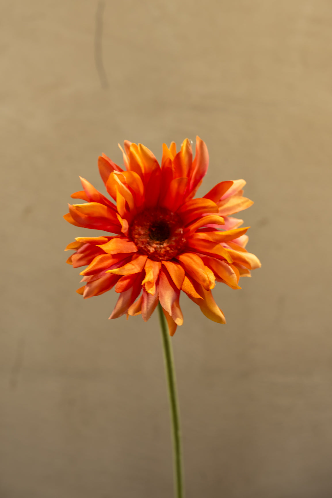 Gerbera 56cm