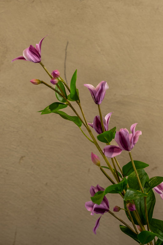 Clematis 84cm