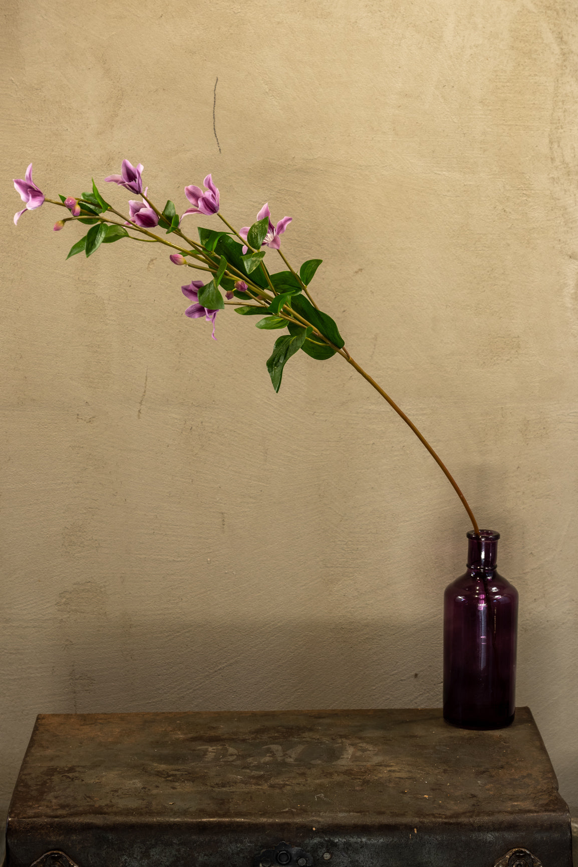 Clematis 84cm