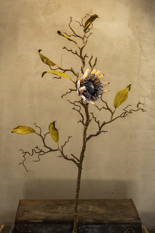 Protea branch 99cm