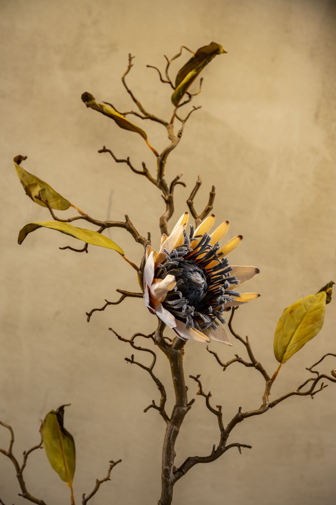 Protea branch 99cm