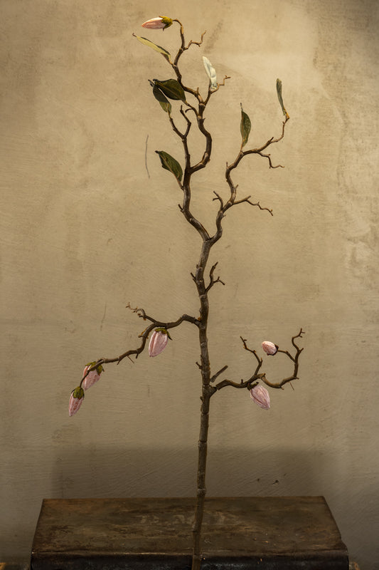 Poupě magnolie 90cm